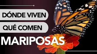 Dónde VIVEN las MARIPOSAS y QUÉ COMEN 🦋 ¡Increíble!