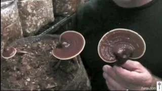 Paul Stamets with Reishi mushrooms in growroom
