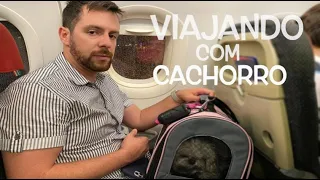 Viajando de Avião com Cachorro | Procedimentos e Cuidados