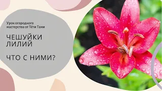 511. А чешуйки стали многодетками! Теперь см.что делать дальше до августа сл.года...