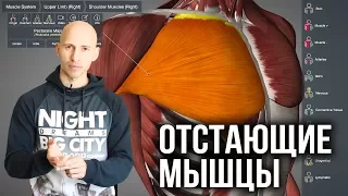 ОТСТАЮЩИЕ ГРУППЫ МЫШЦ