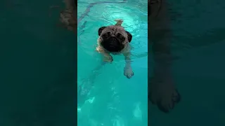 That PUG can swim! They said Mac would sink #pug #puglover #puglove #dogswimming #pugs #puppylove #🐶
