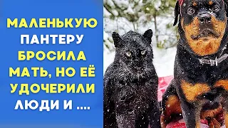 Человек и Ротвейлер взялись за воспитание Дикой кошки...