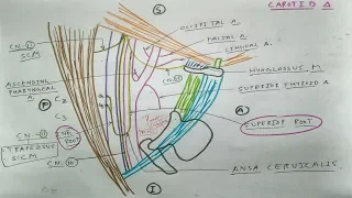 Carotid Triangle 4/4 | Content and diagram | TCML