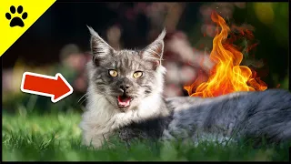 Is Your Cat Overheating? 🔥NEVER ignore these 7 Signs!