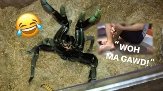 Arachnophobic friend FEEDS my TARANTULAS for the FIRST TIME ~ “Whoaa my goshhh!!!”