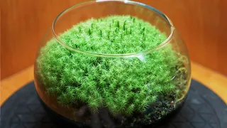 A beautiful moss terrarium that looks like natural Apple Moss (Bartramia pomiformis) AppleMoss Ball