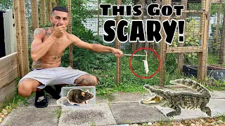 FEEDING My Pet ALLIGATOR Baby Rats?!