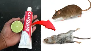 LIME + COLGATE Magic || GET RID OF RAT 😲😲 WITHIN 15 MINUTES ||Home Remedy || Mr. Maker