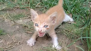 Orphan Kitten Crying For Milk His Nursing Mother Came Immediately  And Offering Him Milk