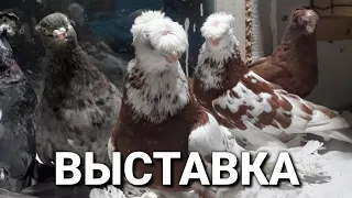 Выставка Бишкек Кыргызстан. Двухчубые голуби. Tauben. Pigeons. Palomas. Pombos. 비둘기. کبوترها