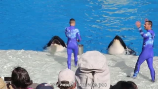 SeaWorld: Shamu show | Шоу касаток