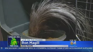 Ron Magill Gives Update On Zoo Miami