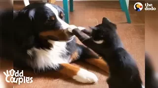 Dog and Cat Best Friends Wrestle ALL The Time | The Dodo Odd Couples