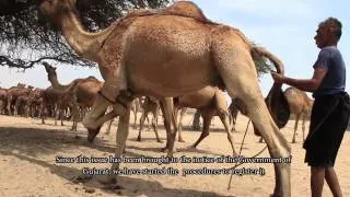 The Kharai Camels: Amazing Camel Breed of India