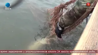 01.09.2020 Браконьерская ОПГ на Сахалине добыла калуги на 4 миллиона рублей