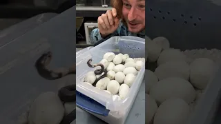 Cobra EGGS Hatching!! #shorts #short #animal #Cobra #Snake