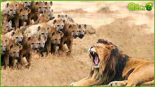30 Moments Male Lion Attack Over 20 Hyenas, What Happens Next? | Animal Fight