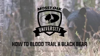 How To Blood Trail A Black Bear