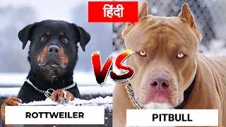 Pitbull Vs Rottweiler in Hindi | Dog VS Dog | PET INFO | Which One is Best For You as Pet?