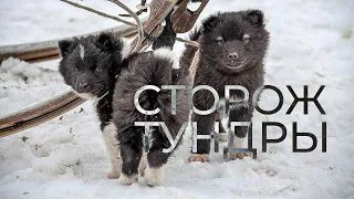 The Nenets Laika - a hunter, shepherd, watchdog and even nanny. History of the breed | Facts