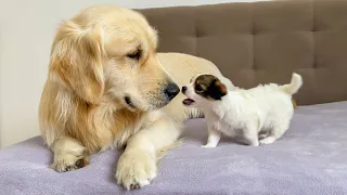 Poor Golden Retriever Attacked by Adorable Puppy
