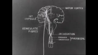 Introduction to Clinical Neurology (US Public Health Service, 1938)