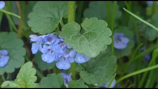 Gundelrebe: Ein Wunder der Natur für die Gesundheit | Heilpflanze