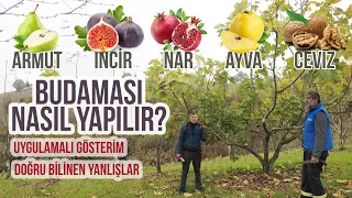 "ARMUT, İNCİR, NAR, AYVA, CEVİZ Ağacı Budamasını Gösteriyorum!" - Budama Aşılama Teknikleri
