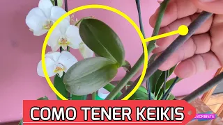 LA MEJOR FORMA DE OBTENER KEIKIS DE ORQUIEA PHALAENOPSIS / HIJUELOS DE ORQUIDEA