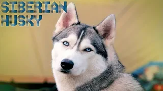 Siberian Husky perfectly sings / Compilation