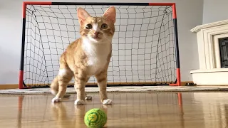 Goalkeeper Cat Training for 2022 FIFA WORLD CUP !! Epic Saves in Slow Motion!!