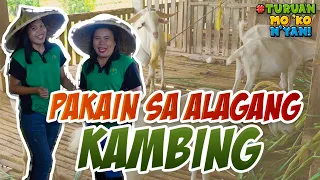 Turuan Mo 'Ko Nyan (Damo at Legumes para sa Kambing)