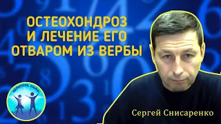 Остеохондроз и лечение его отваром из вербы, ивы. Советы нумеролога Сергея Снисаренко