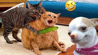 Try Not To Laugh Dogs And Cats 😁 - Best Funniest Animal Videos Of The Month Part 23