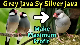 How to produce Silver Java by Grey java | Java bird maximum profit | Java sparrow mutations | Bird