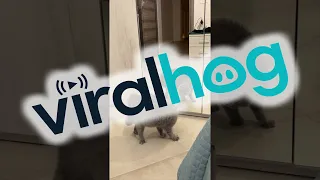 Cat Hisses at His Reflection in the Mirror || ViralHog