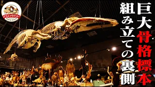 【国立科学博物館】クジラとゾウの骨格標本ができるまで！「大哺乳類展３」建て込みの裏側に密着した貴重映像【どうぶつ奇想天外／WAKUWAKU】