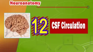 12. CSF circulation