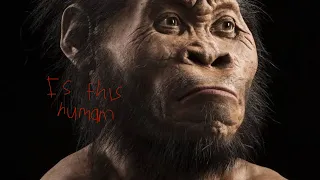 The Evolution Of Humans