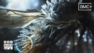 How A Queen Bee Survives the Winter 🐝 Frozen Planet II | BBC America