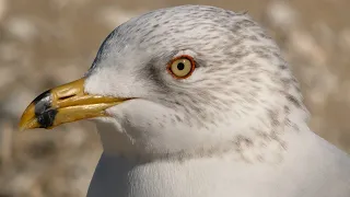 Ring billed gull call sounds, flying | Bird