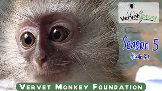 Baby orphan monkey reunited with her mom, big day for orphan baby monkeys