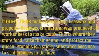 Bee hives on the Off-Grid Homestead #offgrid #homestead #honeybee