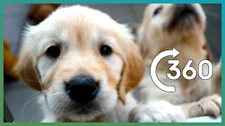 ADORABLE Puppy Guide Dogs In 360° | Earth Unplugged