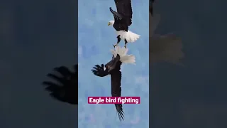 Eagle bird fighting #trending #birds #fight #fighting #viral #shorts #shortsvideo #trendingshorts