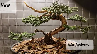 Bonsai, Parsons twin Junipers, nursery plant styled @Bonsai by the Samurai