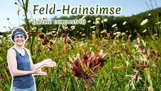 Feld-Hainsimse (Luzula campestris) - Artenporträt: Merkmale | Ökologie | Wissenswertes