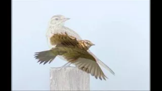 Eurasian Skylark (Alauda arvensis) sound / (صوت قنبرة الغيط  (مطوق