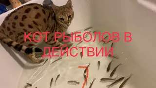 Кот рыболов 😼. Саванна ф1 или Сервал, кто сообразительнее!